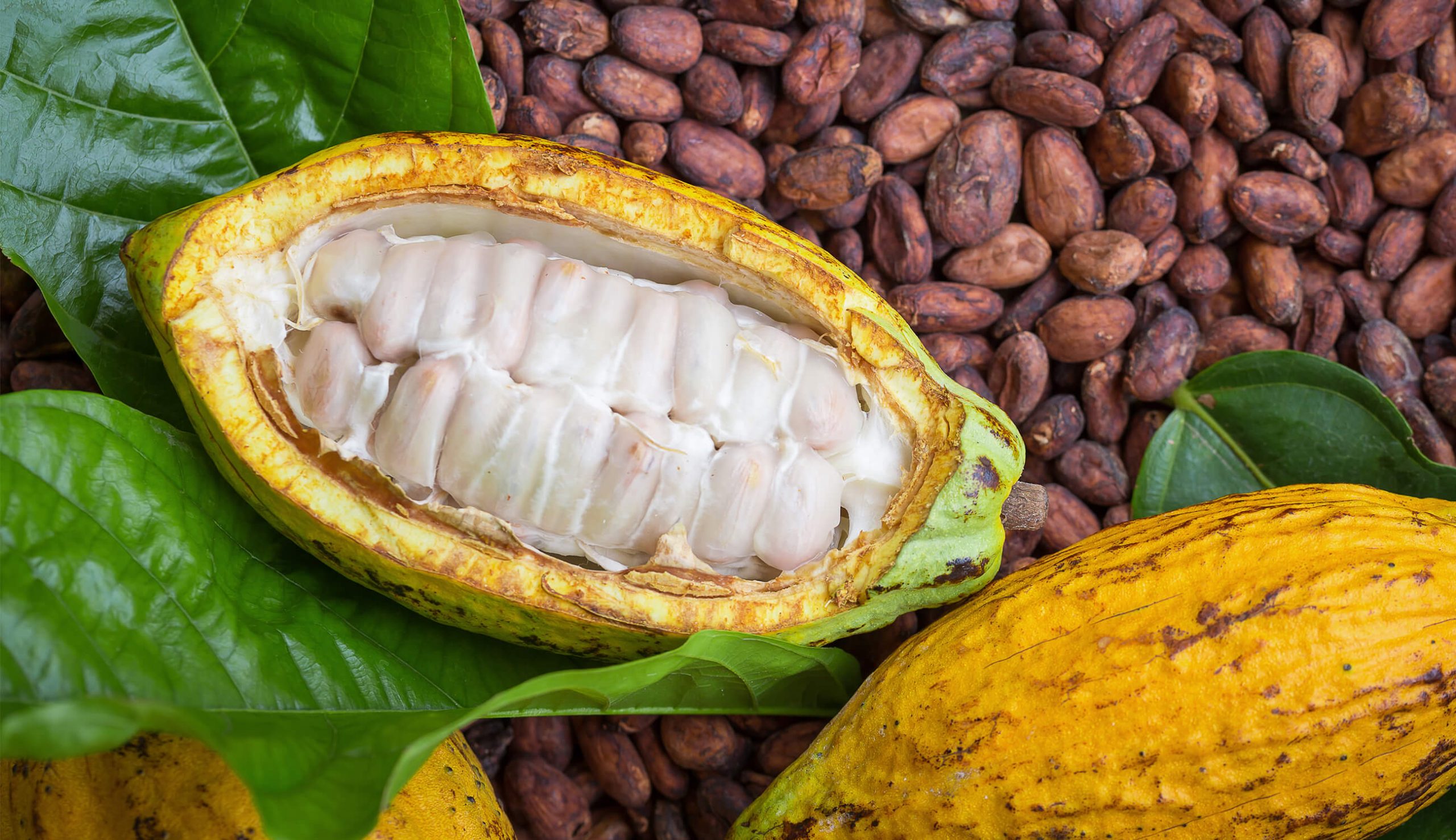 raw_cocoa_beans